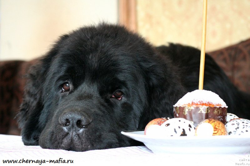 Фото: ньюфаундленд Черная Мафия Бекаусе И Ам Вортх Ит (Chernaya Mafia Because I Am Worth It)