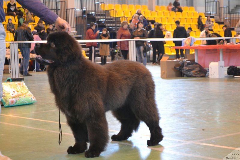 Фото: ньюфаундленд Сент Джонс Эксклюзив (Sent Djons Exclusive)