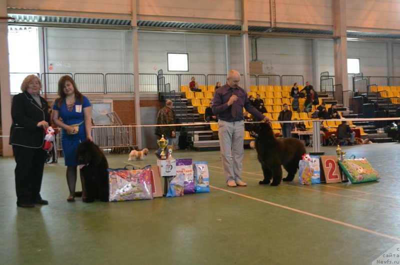 Фото: ньюфаундленд Сент Джонс Эксклюзив (Sent Djons Exclusive)