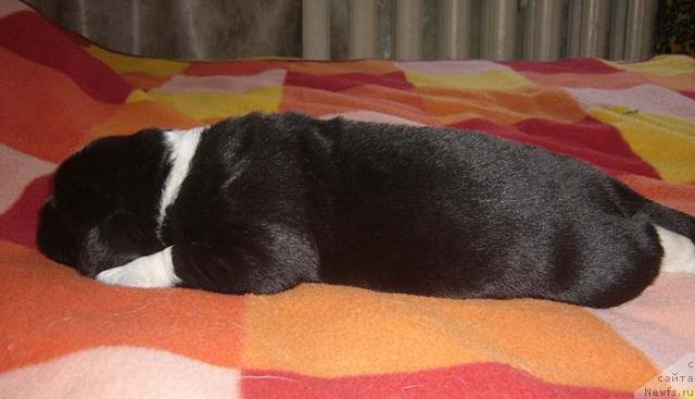 Фото: ньюфаундленд Супер Бизон Гудвин