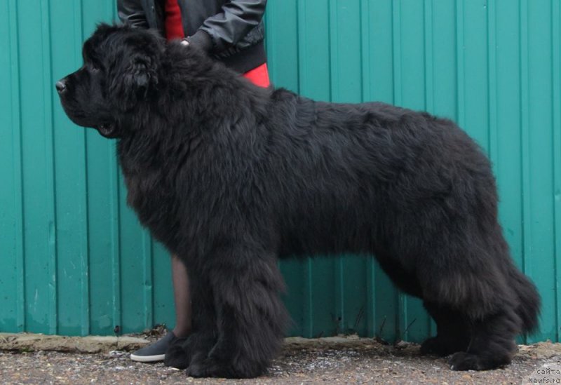 Фото: ньюфаундленд Супер Премиум Цюрих для Кипер Соул (Super Premium Zurich for Keeper Soul)