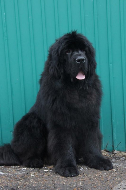 Фотография № 223604