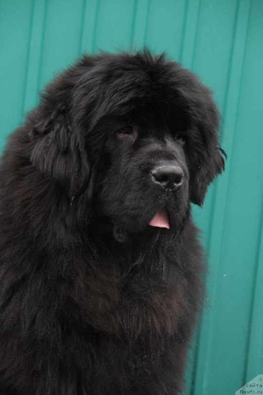 Фото: ньюфаундленд Супер Премиум Цюрих для Кипер Соул (Super Premium Zurich for Keeper Soul)