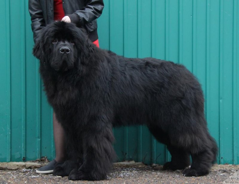 Фото: ньюфаундленд Супер Премиум Цюрих для Кипер Соул (Super Premium Zurich for Keeper Soul)