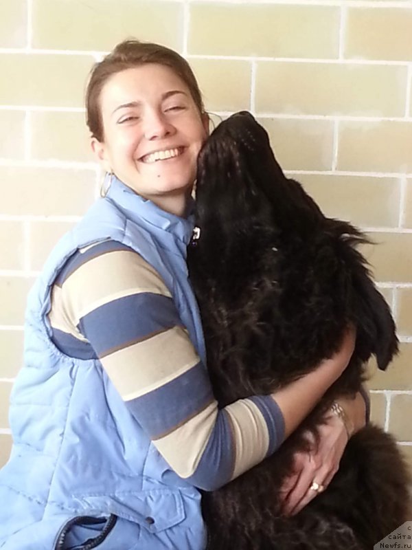 Фото: ньюфаундленд Черная Мафия Бреакинг Тхе Лав (Chernaya Mafia Breaking The Law)