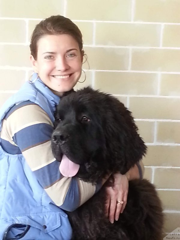 Фото: ньюфаундленд Черная Мафия Бреакинг Тхе Лав (Chernaya Mafia Breaking The Law)