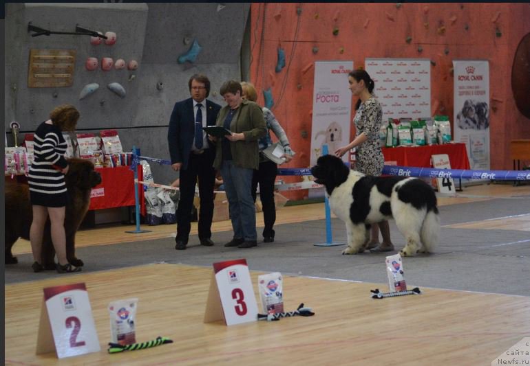 Фото: ньюфаундленд Oukaya Forever Le Grand Ami for-Akvian Song, ньюфаундленд Браунблад МСК Велес Алистер (Brownblood MSK Veles Alister)