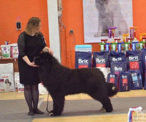 Фото: Admiration For All Midnight Bear