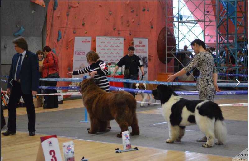 Фото: ньюфаундленд Браунблад МСК Велес Алистер (Brownblood MSK Veles Alister), ньюфаундленд Oukaya Forever Le Grand Ami for-Akvian Song