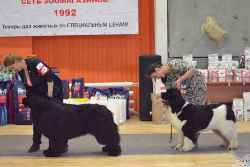 Фото: ньюфаундленд Raymond Best in Show, ньюфаундленд Аквиан Сонг Розмари (Akvian Song Rosemary)