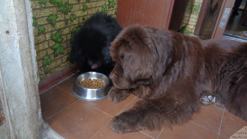 Фото: ньюфаундленд Хохотушка с Берега Дона (Hohotushka s Berega Dona), ньюфаундленд Анариэль Лучик Удачи