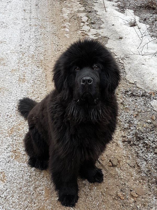Фото: ньюфаундленд Браунблад МСК Амадей-Дефендер (Brownblood MSK Amadey-Defender)