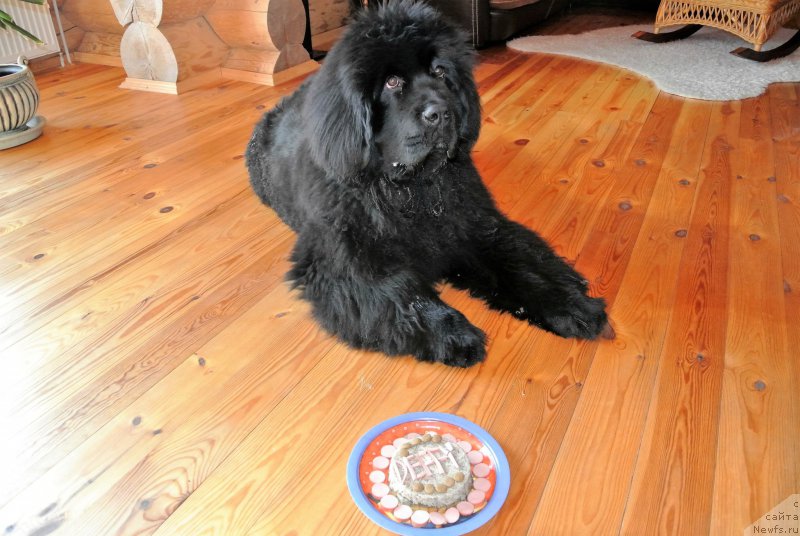 Фото: ньюфаундленд Браунблад МСК Амадей-Дефендер (Brownblood MSK Amadey-Defender)