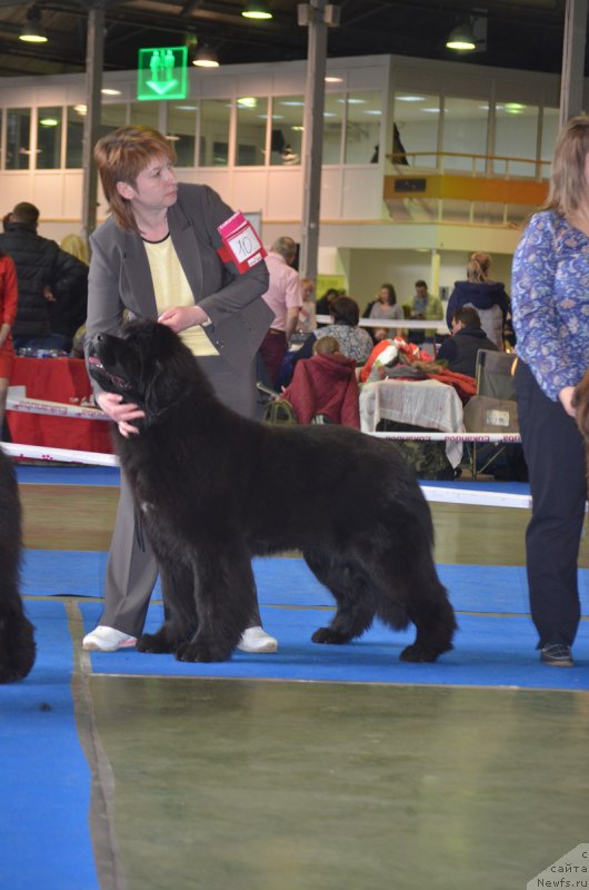 Фото: ньюфаундленд Зимушка Зима из Уникальной Коллекции (Zimushka Zima iz Unikalnoy Kollektsii)