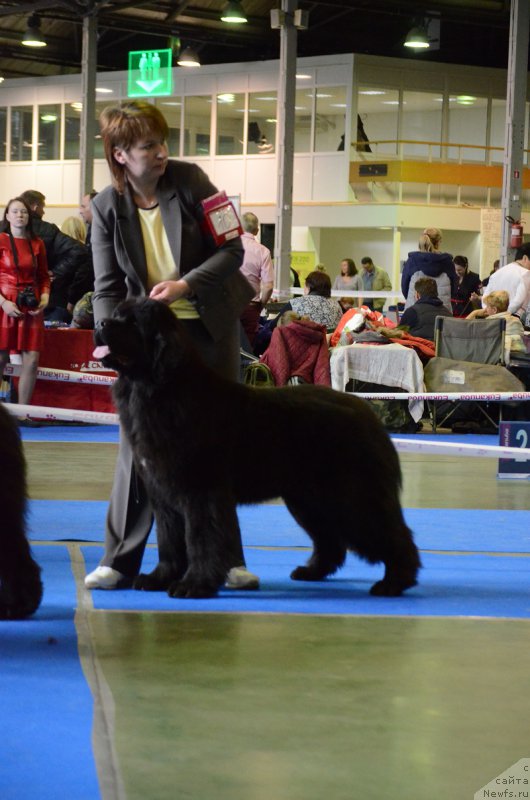 Фото: ньюфаундленд Зимушка Зима из Уникальной Коллекции (Zimushka Zima iz Unikalnoy Kollektsii)