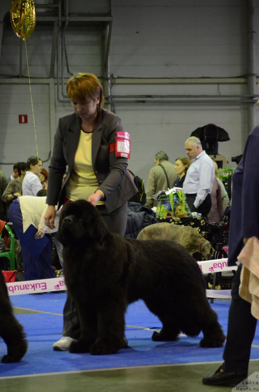 Фото: ньюфаундленд Терра Виктория Богемная Львица