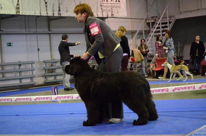 Фото: ньюфаундленд Терра Виктория Богемная Львица
