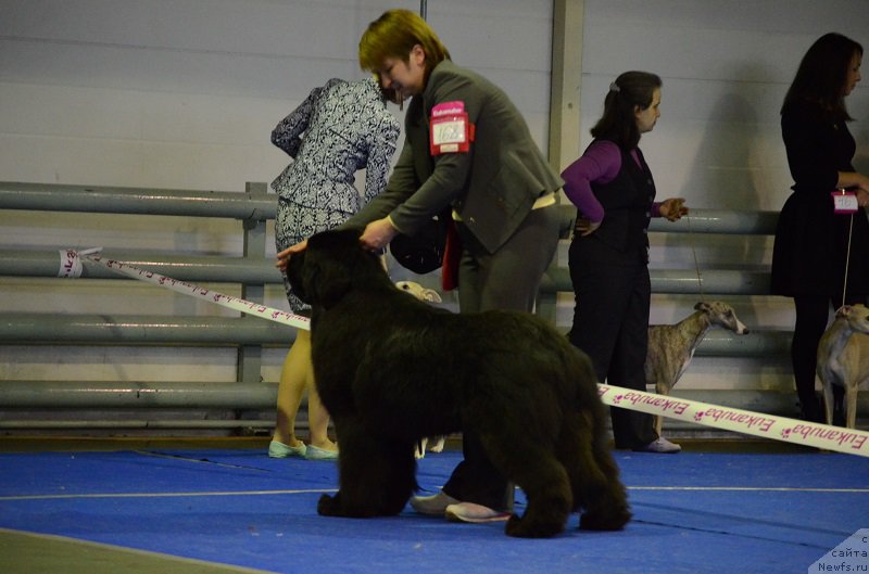 Фото: ньюфаундленд Терра Виктория Богемная Львица