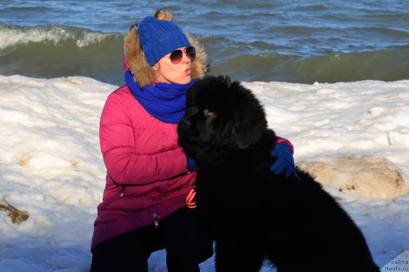 Фото: ньюфаундленд Браунблад МСК Амадей-Дефендер (Brownblood MSK Amadey-Defender)