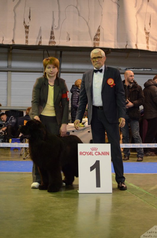 Фото: ньюфаундленд Терра Виктория Богемная Львица