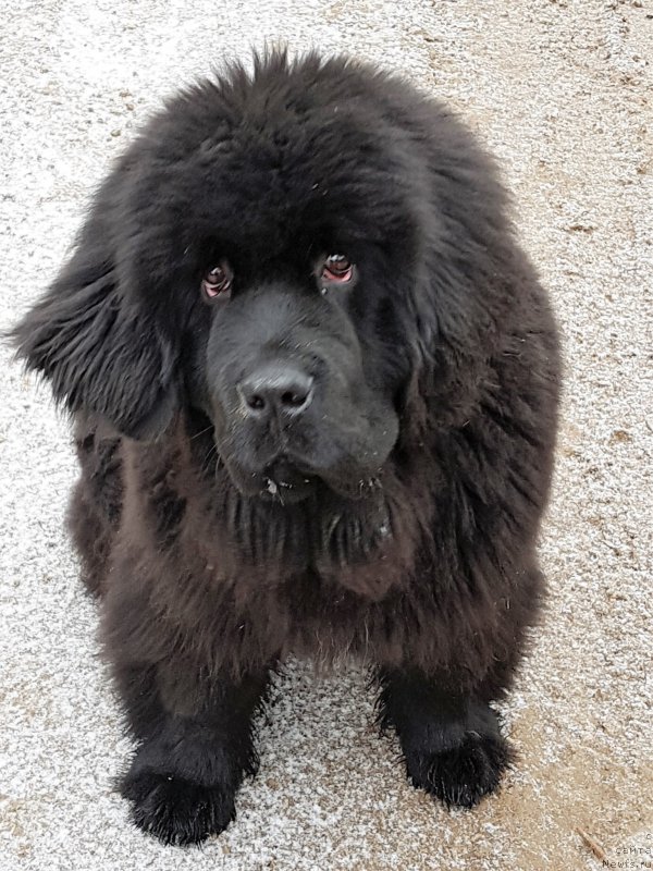 Фото: ньюфаундленд Браунблад МСК Амадей-Дефендер (Brownblood MSK Amadey-Defender)