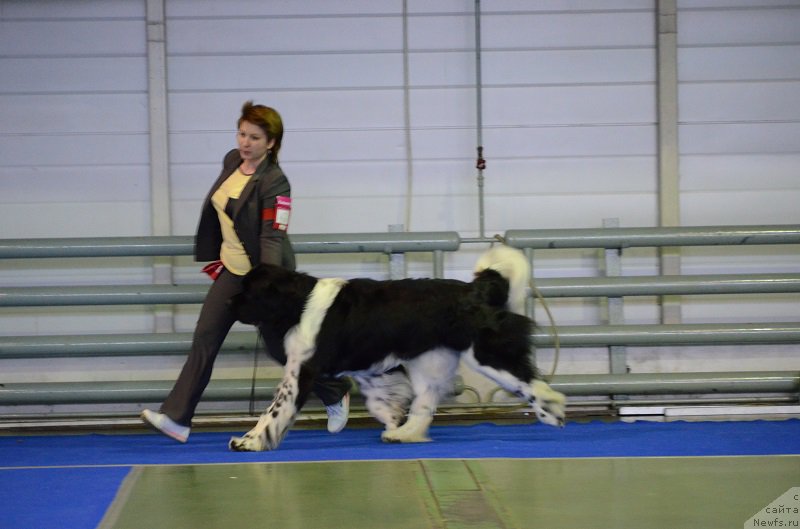 Фото: ньюфаундленд Энджелс Кипер Нибелунг (Angels Keeper Nibelung)