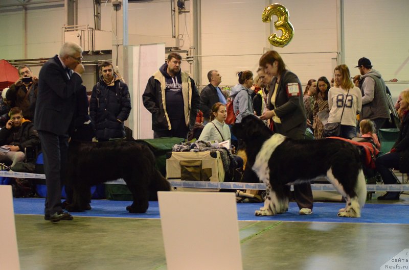 Фото: ньюфаундленд Энджелс Кипер Нибелунг (Angels Keeper Nibelung)