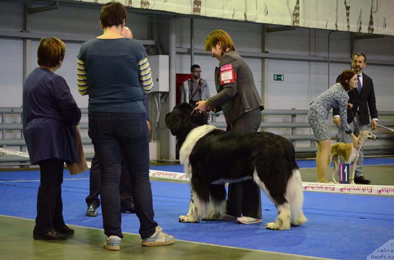 Фото: ньюфаундленд Энджелс Кипер Нибелунг (Angels Keeper Nibelung)