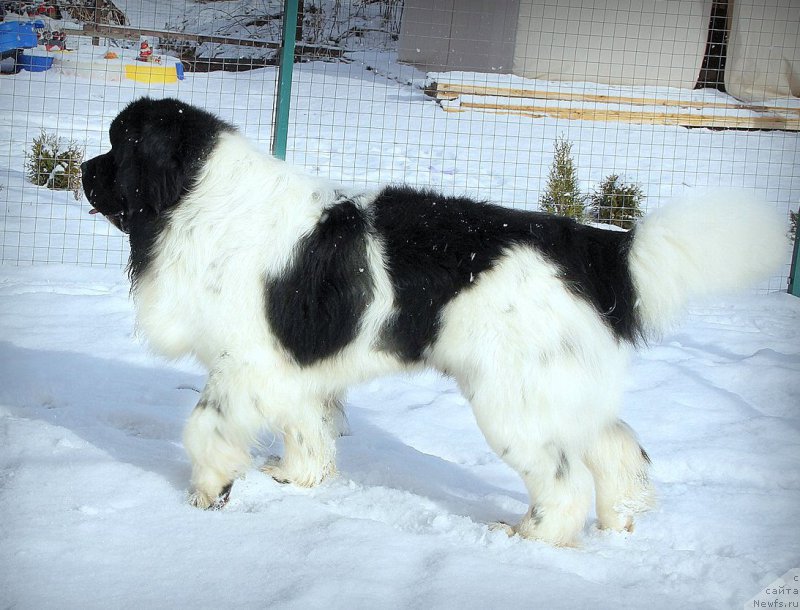 Фото: ньюфаундленд Маг Исполин Морская Жемчужина