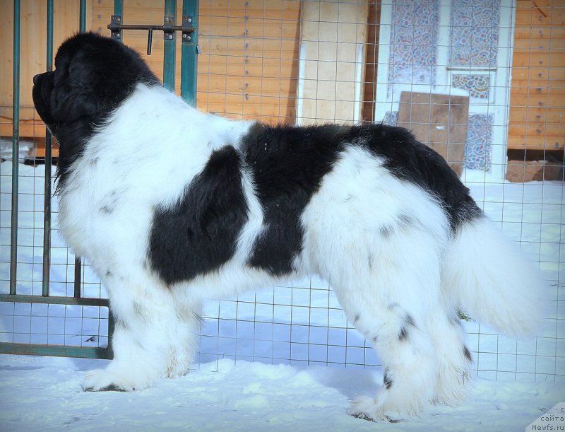 Фотография № 223643