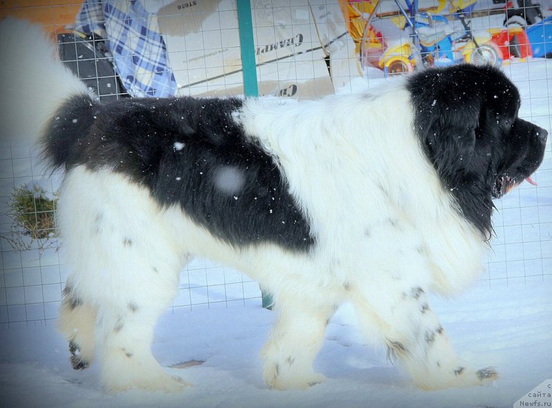 Фотография № 223645