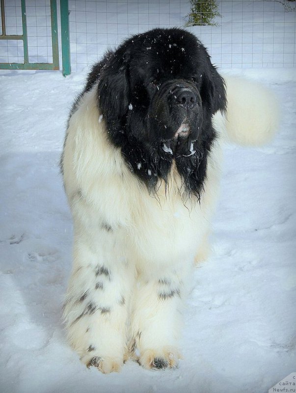 Фото: ньюфаундленд Степная Пальмира Единственный Мой