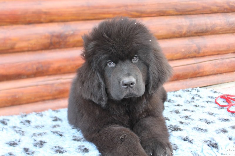 Фотография № 223668