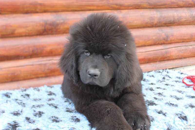 Фотография № 223669