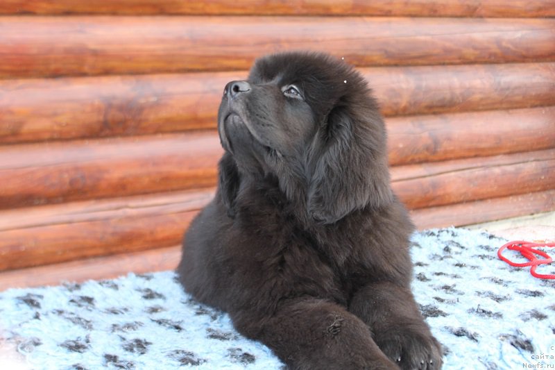 Фото: ньюфаундленд Терра Виктория Жадор Диор