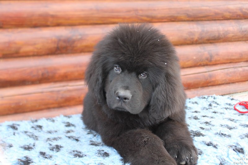 Фотография № 223671