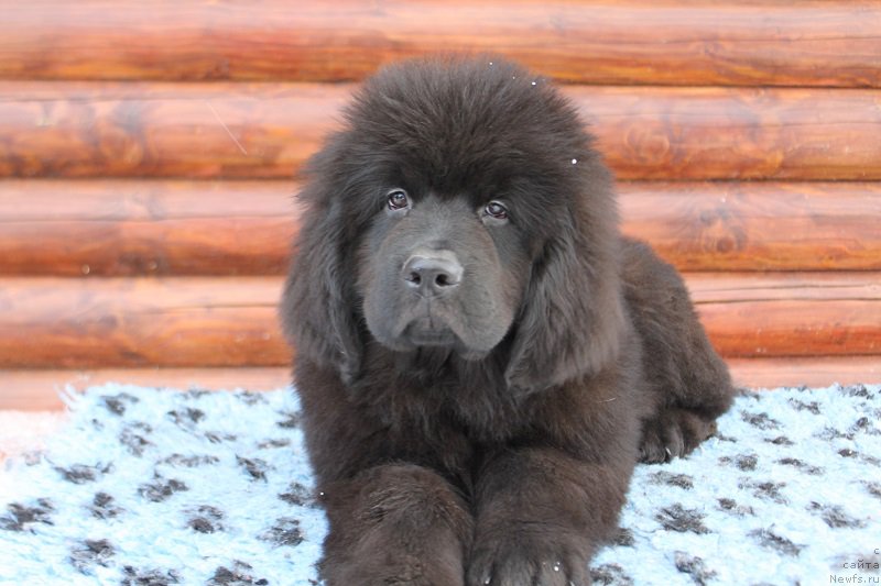 Фотография № 223672