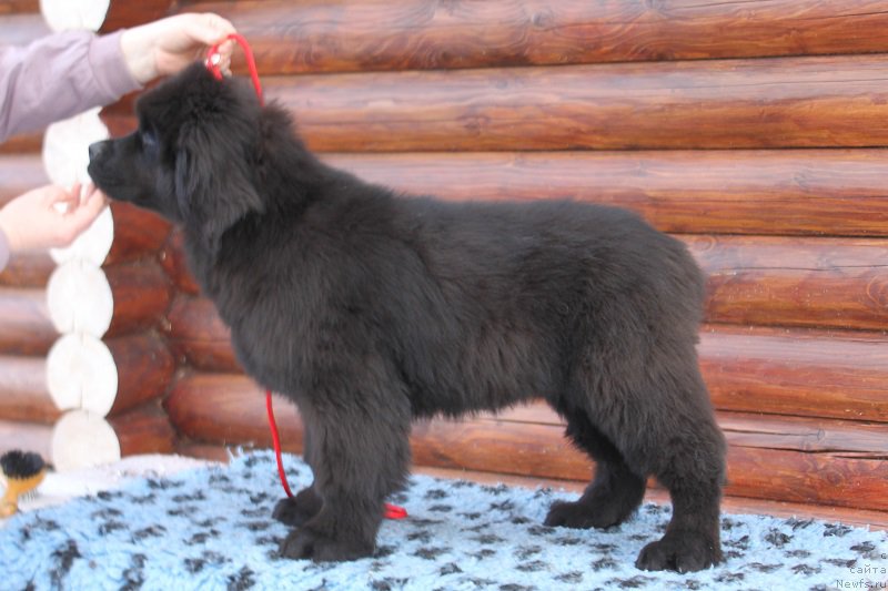 Фото: ньюфаундленд Терра Виктория Жадор Диор