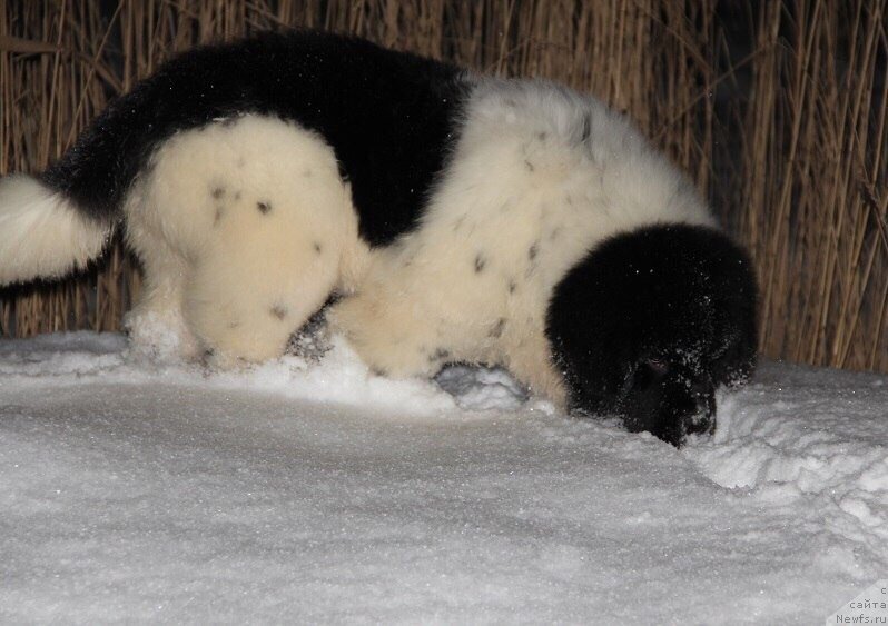 Фото: ньюфаундленд Степная Пальмира Единственный Мой