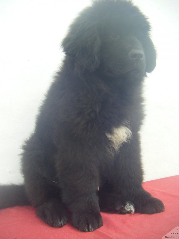 Фото: ньюфаундленд Key to my Heart Super Mishka