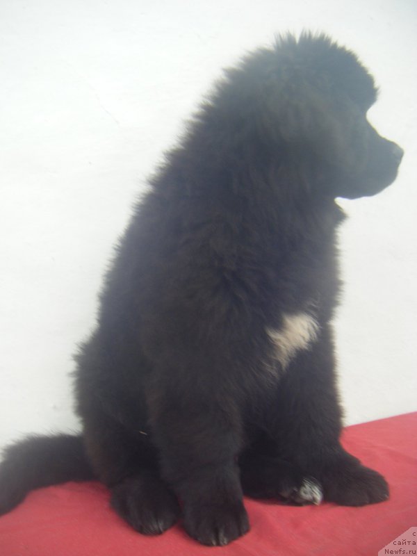 Фото: ньюфаундленд Key to my Heart Super Mishka