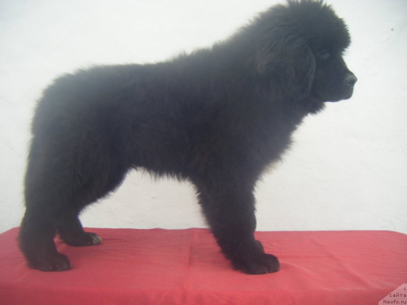 Фото: ньюфаундленд Key to my Heart Super Mishka