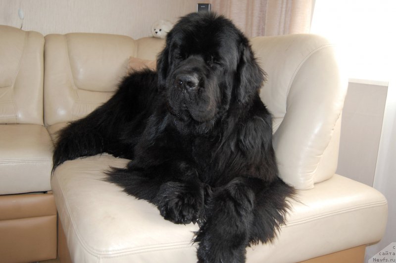 Фото: ньюфаундленд Черная Мафия Шот ин тхе Дарк (Chernaya Mafia Shot in the Dark)