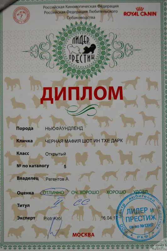 Фото: ньюфаундленд Черная Мафия Шот ин тхе Дарк (Chernaya Mafia Shot in the Dark)