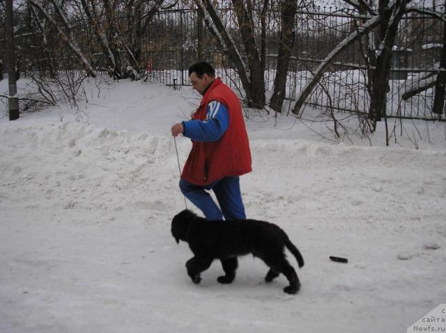 Фото: ньюфаундленд Сент Джонс Калипсо (Sent Djons Kalipso)