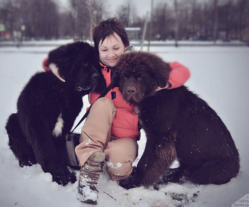 Фото: ньюфаундленд Черная Мафия Биг Банг Тхеору (Chernaya Mafia Big Bang Theory), ньюфаундленд Браунблад МСК Абрамс-Стронг (Brownblood MSK Abrams-Strong)