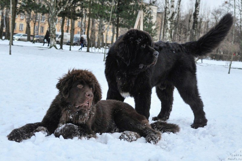 Фото: ньюфаундленд Черная Мафия Биг Банг Тхеору (Chernaya Mafia Big Bang Theory), ньюфаундленд Браунблад МСК Абрамс-Стронг (Brownblood MSK Abrams-Strong)