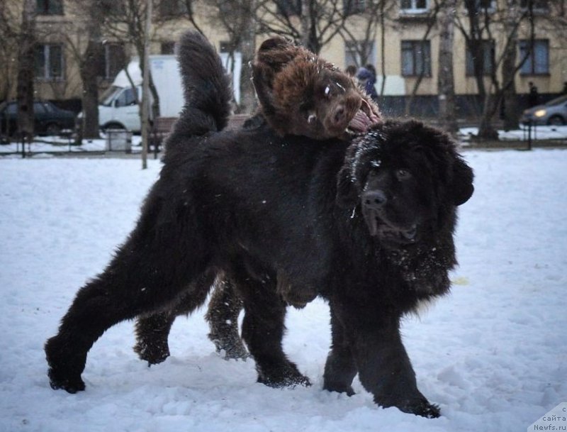 Фото: ньюфаундленд Черная Мафия Биг Банг Тхеору (Chernaya Mafia Big Bang Theory), ньюфаундленд Браунблад МСК Абрамс-Стронг (Brownblood MSK Abrams-Strong)
