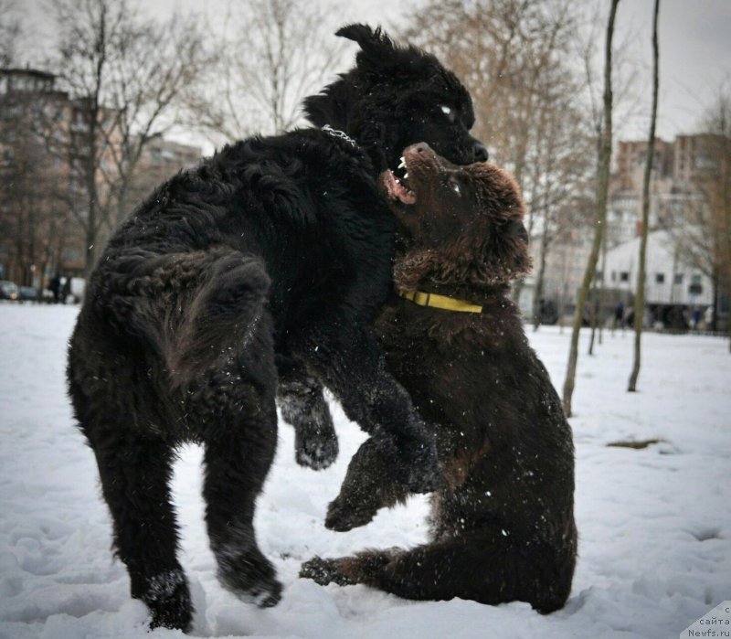 Фото: ньюфаундленд Черная Мафия Биг Банг Тхеору (Chernaya Mafia Big Bang Theory), ньюфаундленд Браунблад МСК Абрамс-Стронг (Brownblood MSK Abrams-Strong)