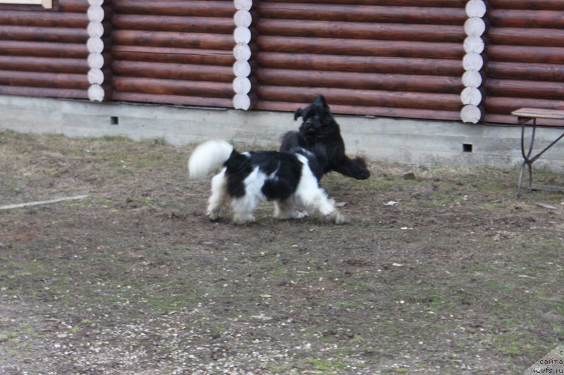 Фото: ньюфаундленд Искушение Моей Души (Iskushenie Moey Dushi), ньюфаундленд Терра Виктория Богемная Львица